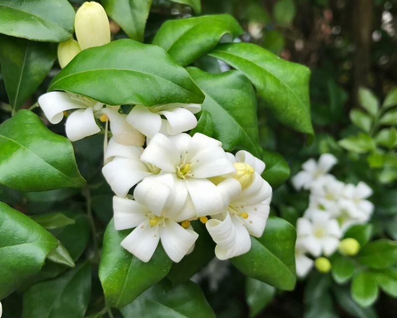 Murraya paniculata ORANGE JASMINE Seeds! gallery