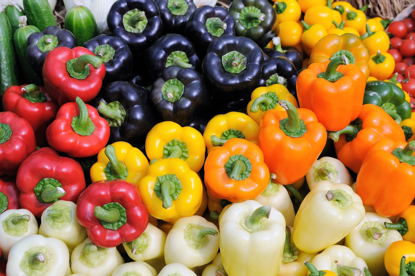 150 RAINBOW BELL PEPPER Sweet Red Green Yellow Orange Purple Brown White Seeds gallery
