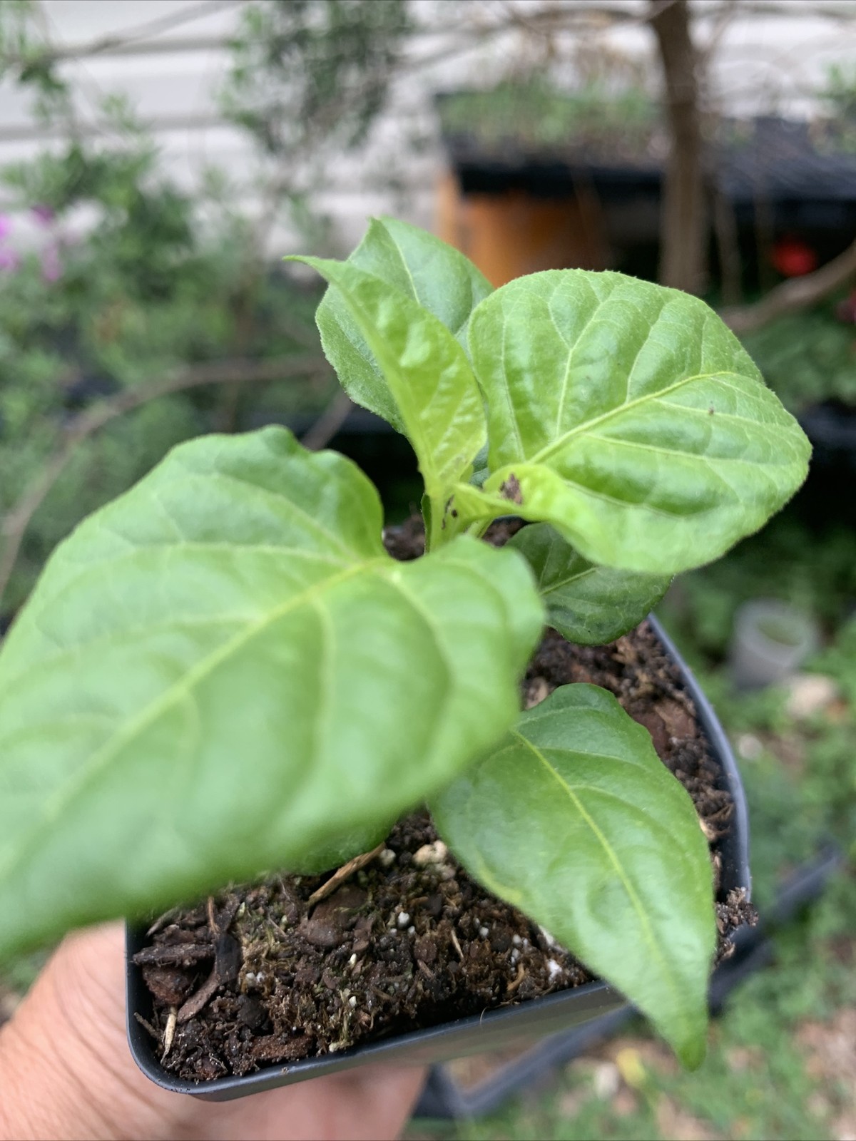 Ghost Pepper Plant LIVE 75 + DAY OLD SUPER HOT PEPPER PLANTS In 2 Inches Pot gallery
