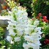 Snowflake Snapdragon Seeds | 100 - 2,000 Seeds | Non-GMO | Free Shipping | 1200 gallery