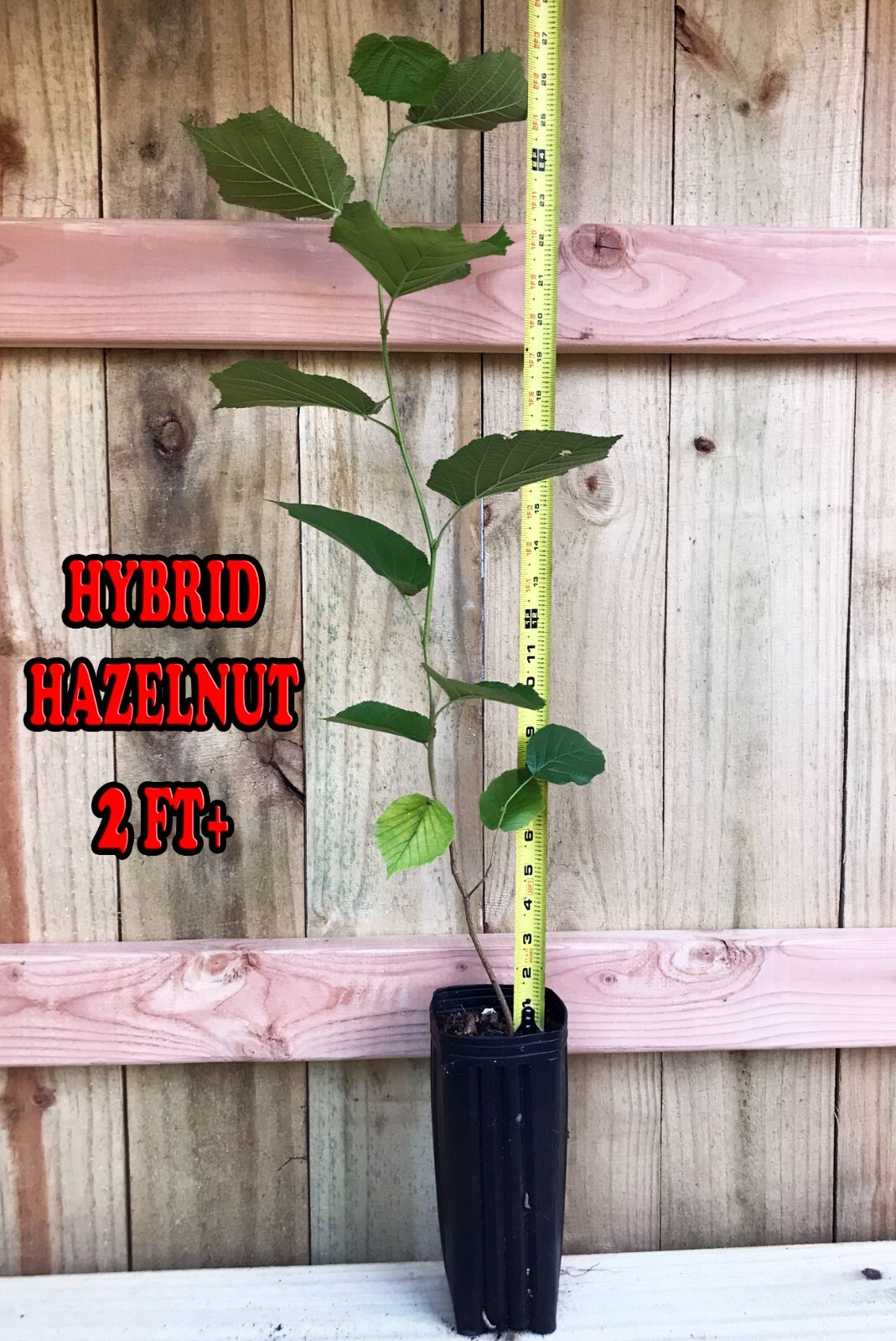 Hybrid Hazelnut Plant 2ft+ Tall Live Plant In 3.5" x 9" Air Prune Pot gallery