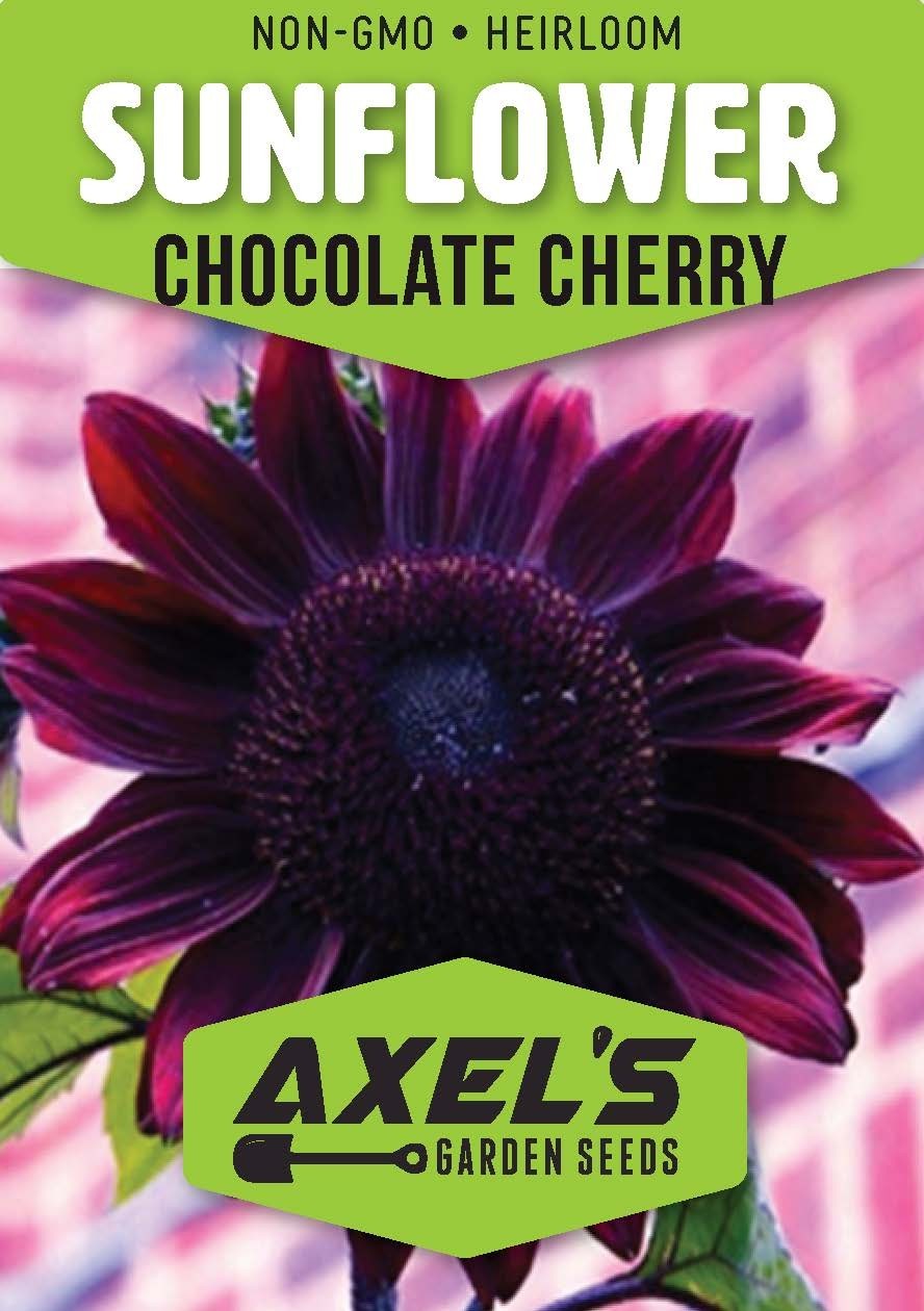 Sunflower Seeds - Vibrant Heirloom Rare, Free Shipping, Chocolate Cherry gallery