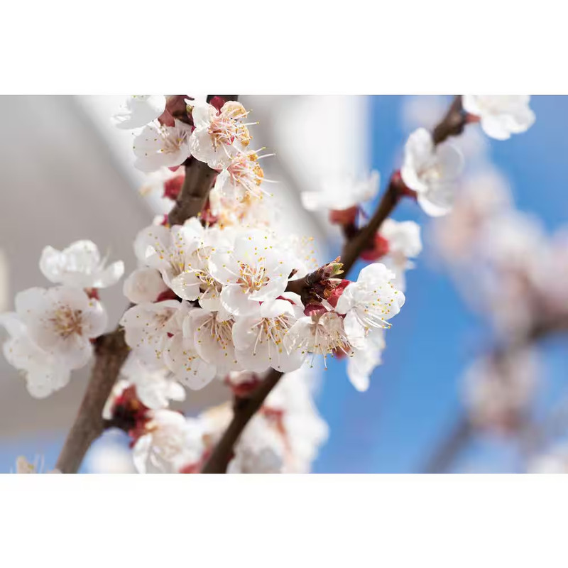 Dwarf Blenheim Apricot Tree (Bare-Root, 3 ft. to 4 ft Tall, 2-Years Old) gallery