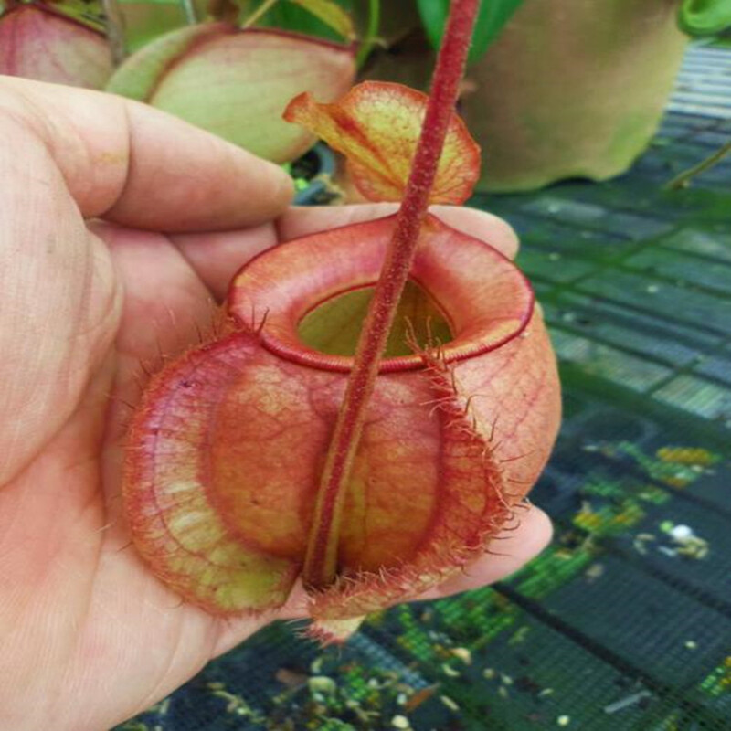 Nepenthes Macfarlanei ~ Spectacular Highland Large Pitcher Plant ~ RARE100Seeds gallery