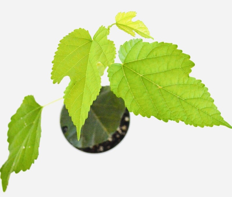 1 PACK 4” POT DWARF MULBERRY TREE GREENHOUSE BEST GIFT LIVE PLANT GUARANTEED gallery