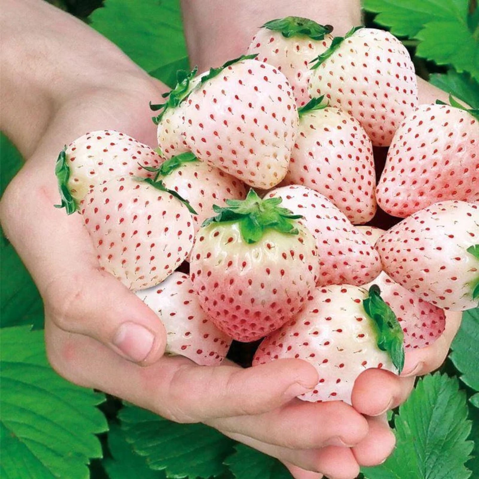 Milk Strawberry Seeds – 200 Seeds – Non-GMO Perennial Variety for Home Gardens gallery