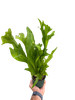 Green Flame Fern Microsorum punctatum 6" Pot Rare Crested Elkhorn Fern gallery