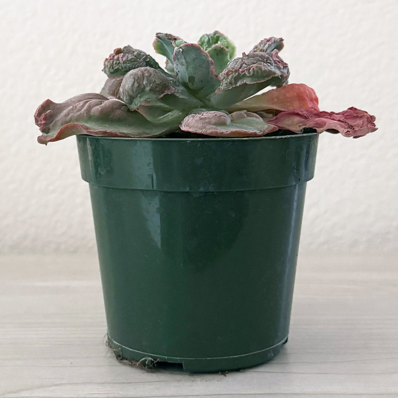 Succulent Plant - Echeveria Linguas - In 4" Pot gallery