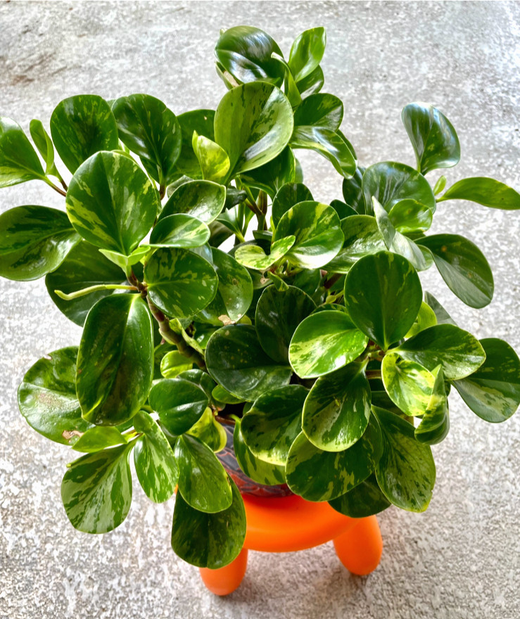 Variegated Peperomia Obtusifolia Marble Rubber House Plant in 4" Pot gallery