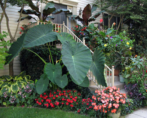 **JACKS GIANT** Elephant Ear Colocasia Esculenta Starter Plant**USA Seller** gallery