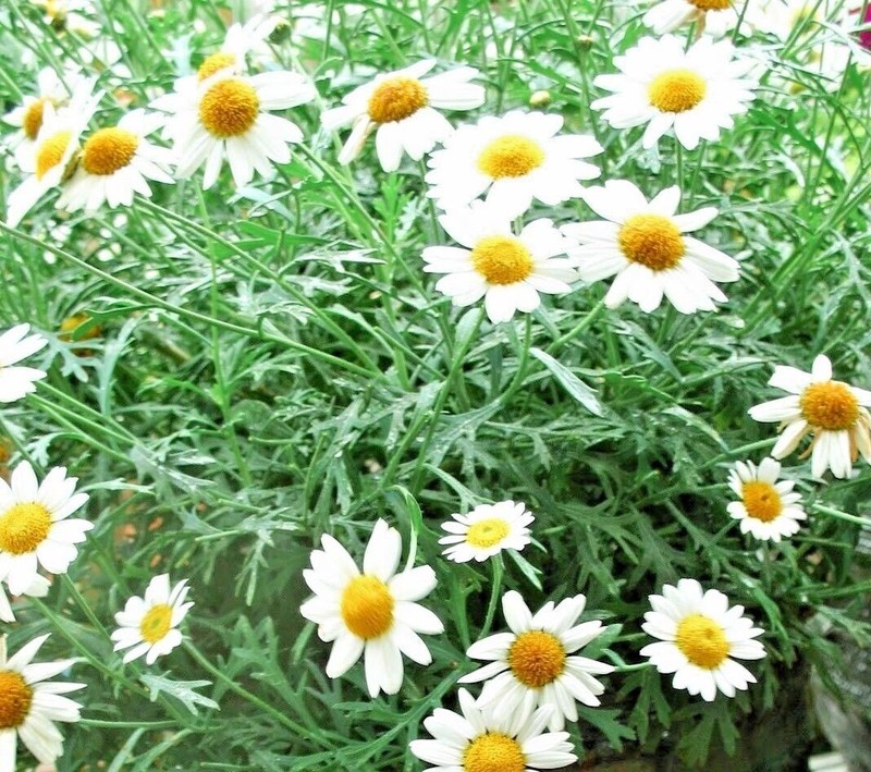 2000+Common German Chamomile Seeds Tea Chamomile Wild Chamomile Annual Herb USA gallery