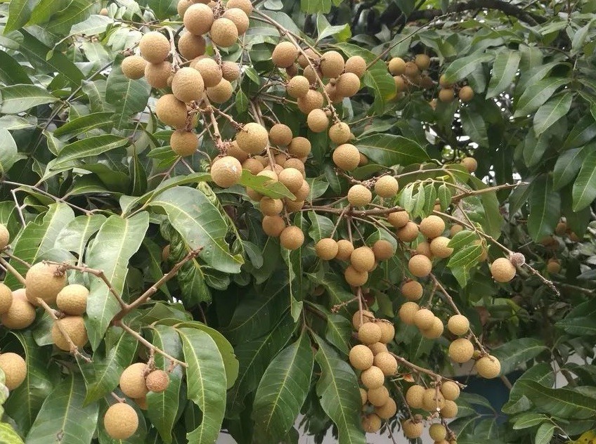 Longan Tree 8” Dimocarpus Dragon Eye Tropical Fruit Live Plant gallery