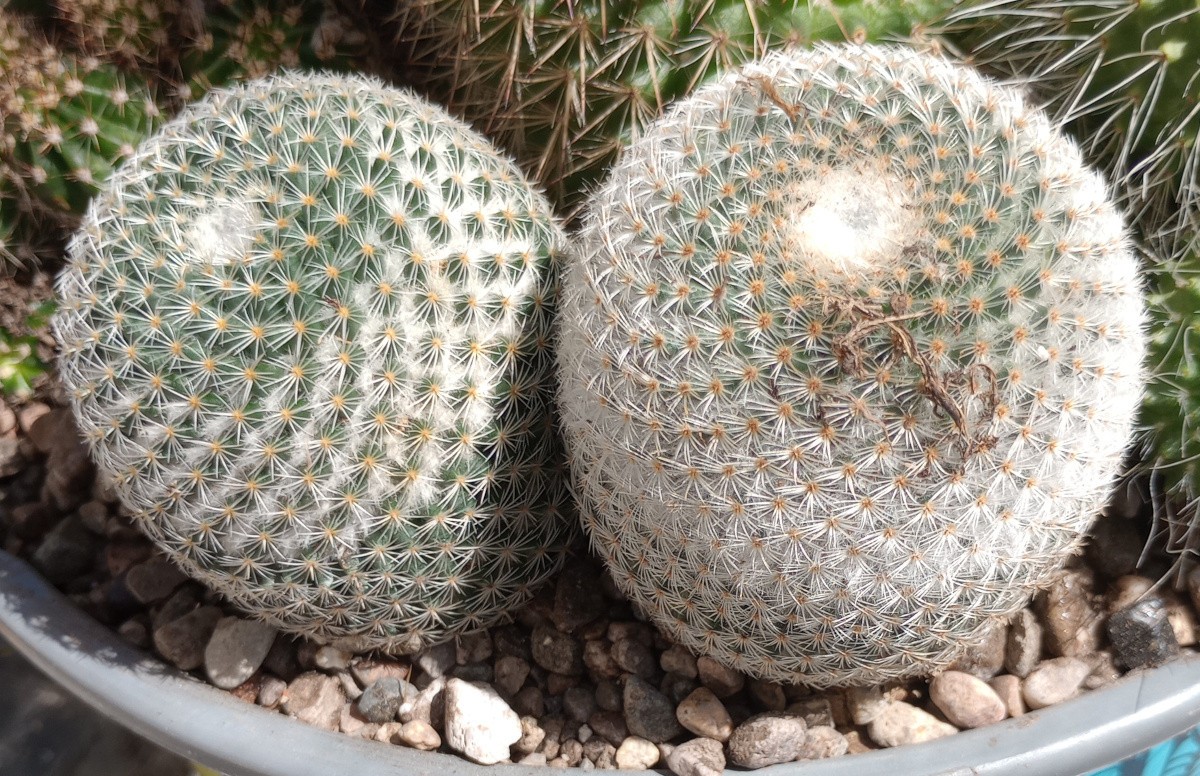 Mammillaria pseudoperbella Clumping Golf Ball Pin Cushion Cactus 157 gallery