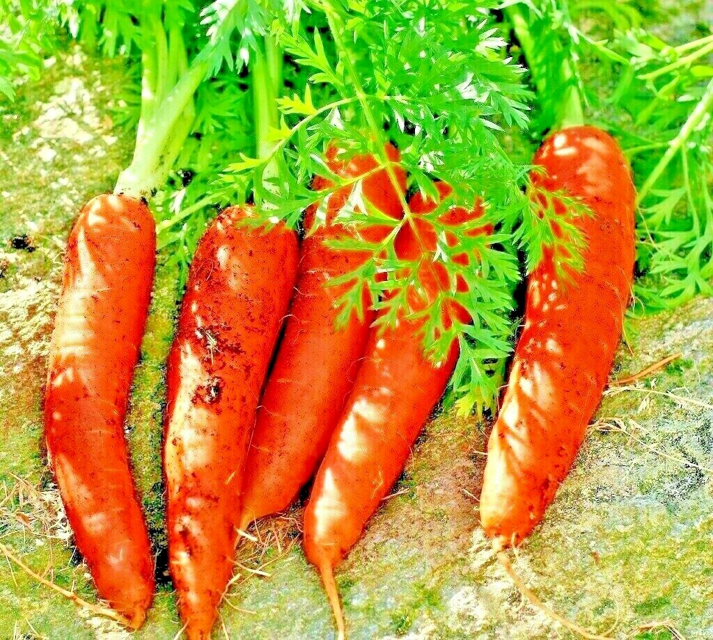 CARROT 200 SEEDS SPRING VEGETABLE GARDEN NON-GMO SWEET HEIRLOOM SALADS USA gallery