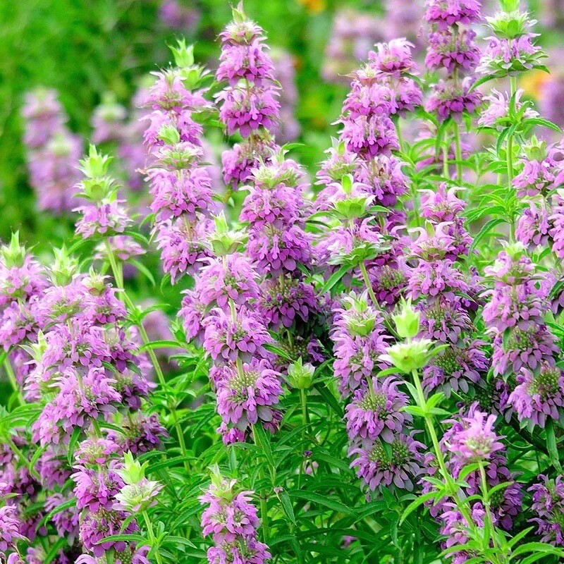 1000+ Monarda citriodora Seeds | Lemon Mint | Lemon Bee Balm , 1000 Seeds USA gallery