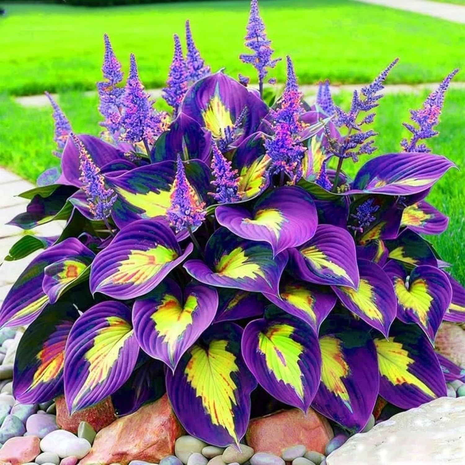 280+ Hosta Seeds for Planting Perennial Heart-Shaped Hosta Bare Roots gallery