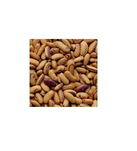 10 Seeds TIGER'S EYE Beans Bush Shell or Dry Beautiful Golden color Heirloom gallery
