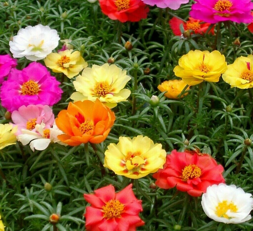 MOSS ROSE SEEDS 500+ PORTULACA DOUBLE MIX annual FLOWER garden FREE SHIPPING gallery