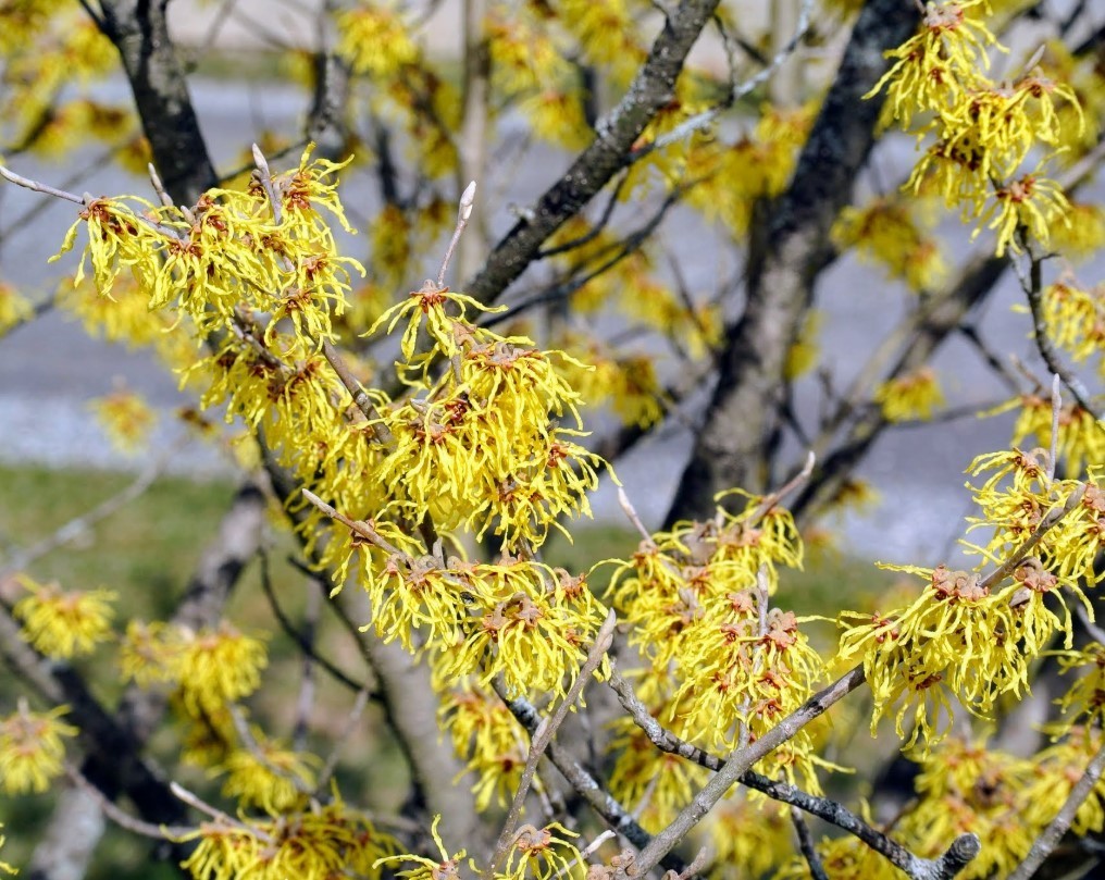 American Witch-Hazel Live Tree - 6-12" Tall - 1qt Pot - Deciduous - Zones 3-8 gallery