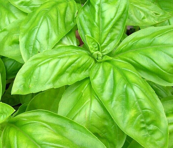 LARGE LEAF ITALIAN BASIL 150 SEEDS FRESH FOR GARDENS gallery