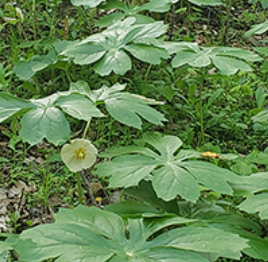 10 Fresh XL Mayapple Rhizomes / Bare Root Herb Spring Planting gallery