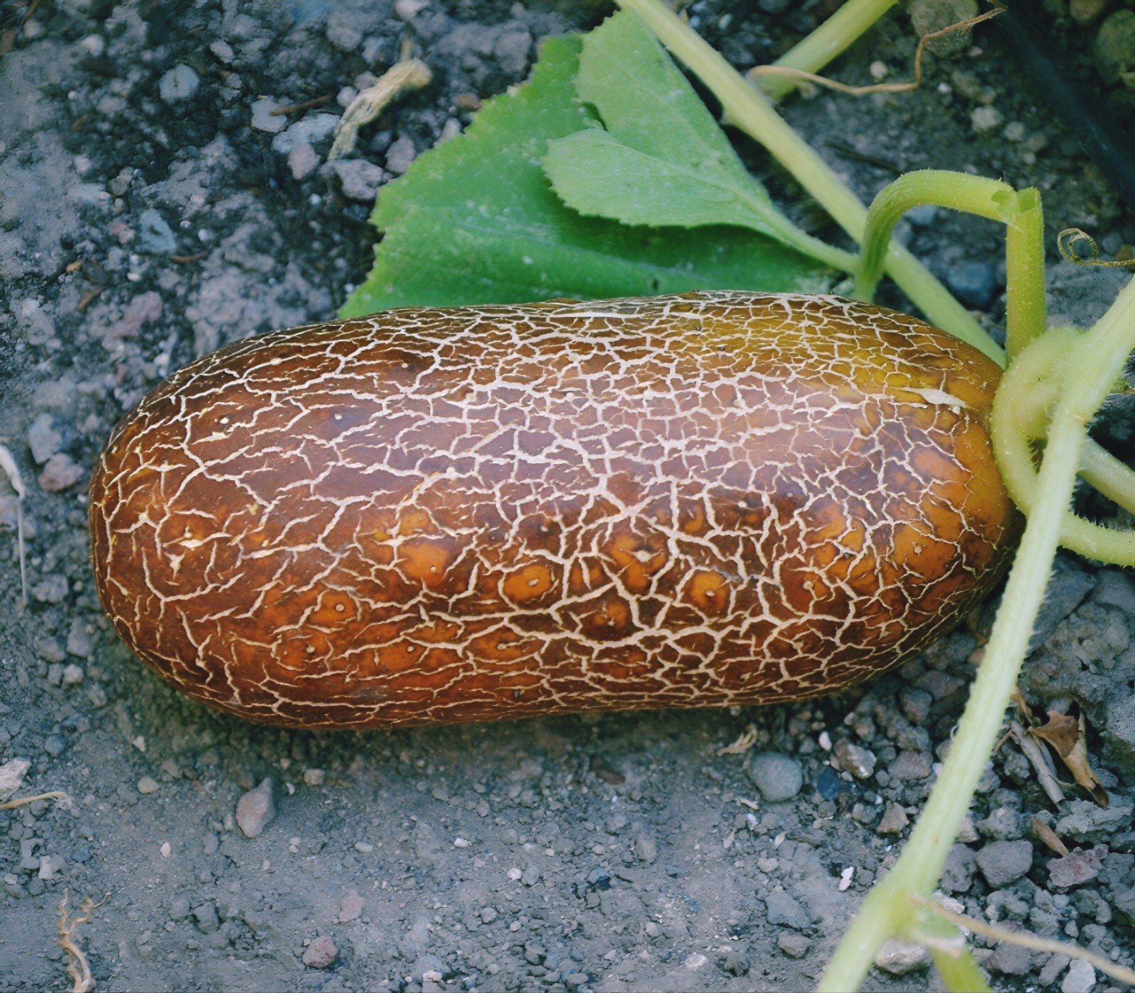 Brown Russian Cucumber- 25 SEEDS . gallery