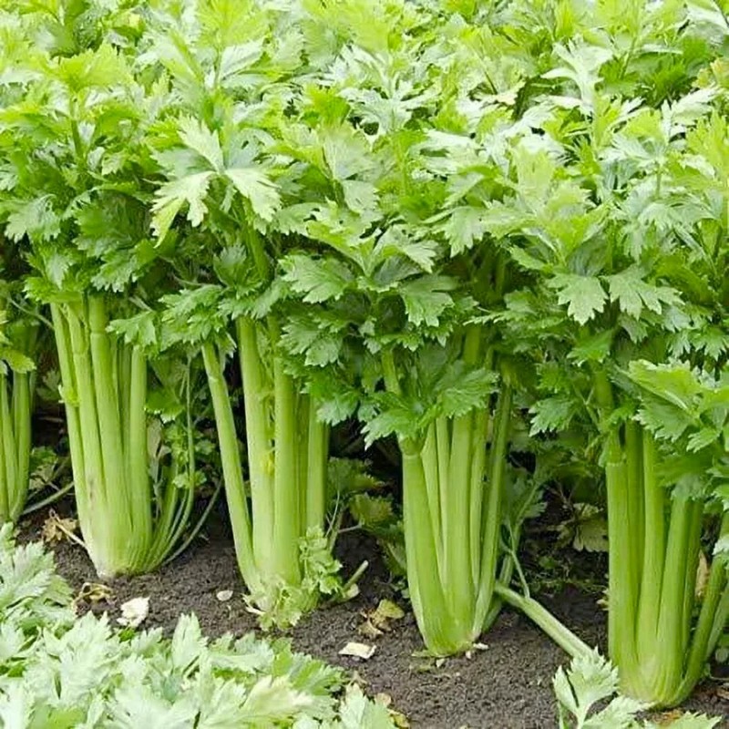 Golden Pascal Celery Seeds, Stringless, Winter King, NON-GMO, FREE SHIPPING gallery
