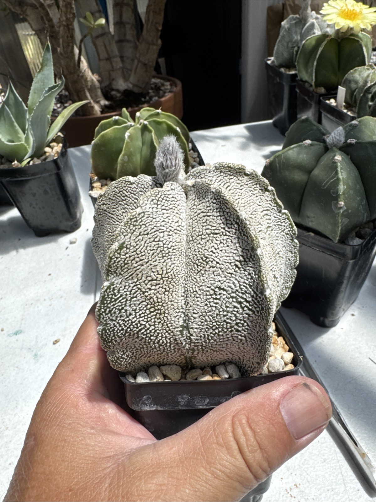 Astrophytum myriostigma Cactus Succulent Live Plant gallery