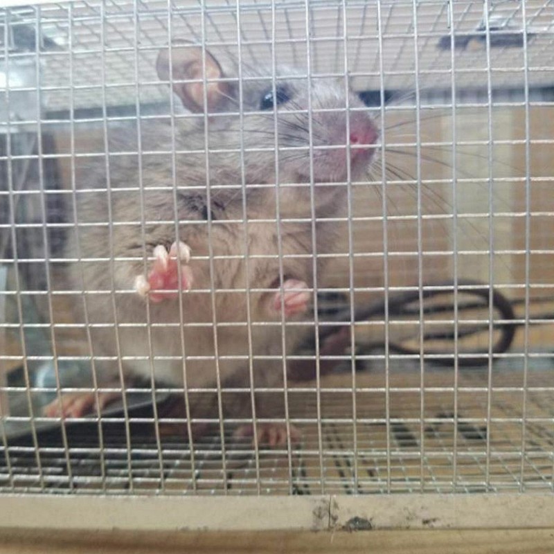 1/2pc Live Humane Cage Trap for Squirrel Chipmunk Rat Mice Rodent Animal Catcher gallery