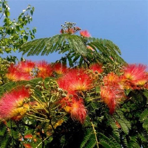 5 Orange Mimosa Tree Seeds Silk Tree Albizia julibrissin Perennial Seed 165 gallery