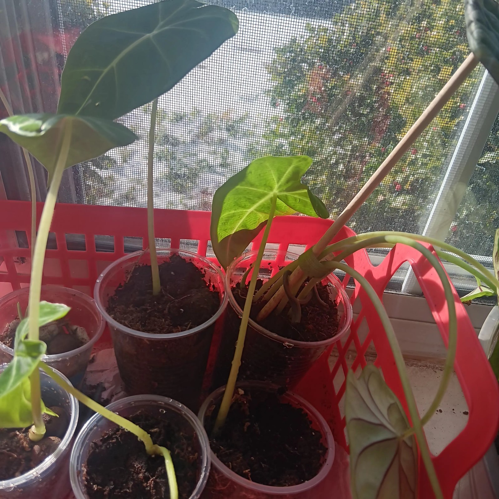 Alocasia (2) Pups Plants Min 1 Leaf Different Alocasia Pups - already growing gallery