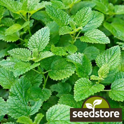 Lemon Mint Seeds | Lemon Bee Balm | Heirloom / Non-GMO | Free Shipping | 1131 gallery