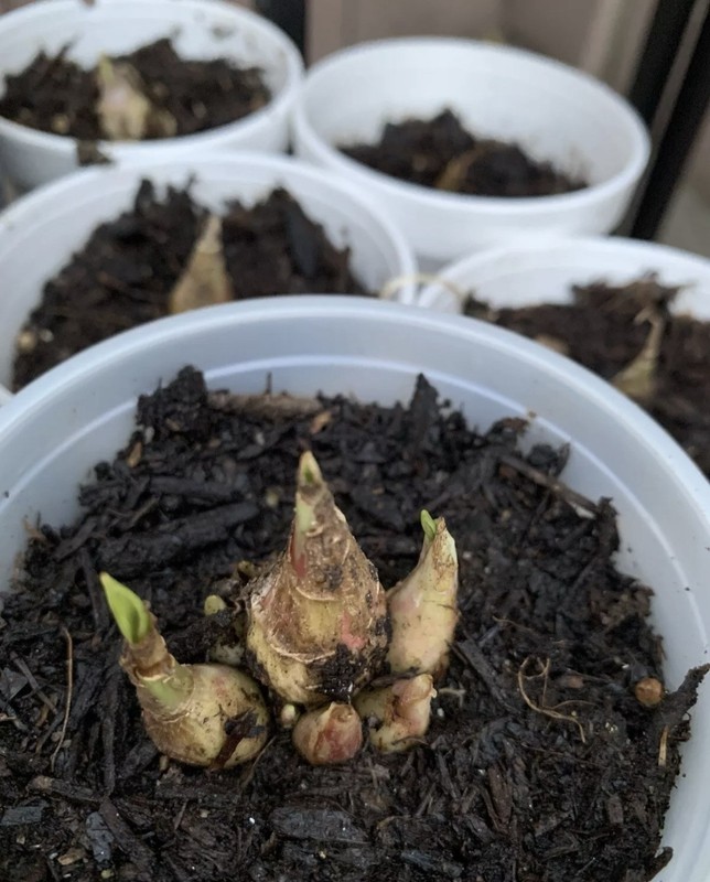 2 Clumps Tuberose, Bulbs 5+ Size Medium, Rooted &Sprouted Ready To Plant gallery