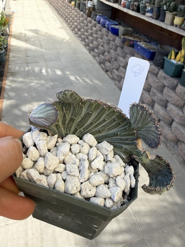 Senico Crested 🌵❤️😊 Cactus And Succulent Lover 464 gallery