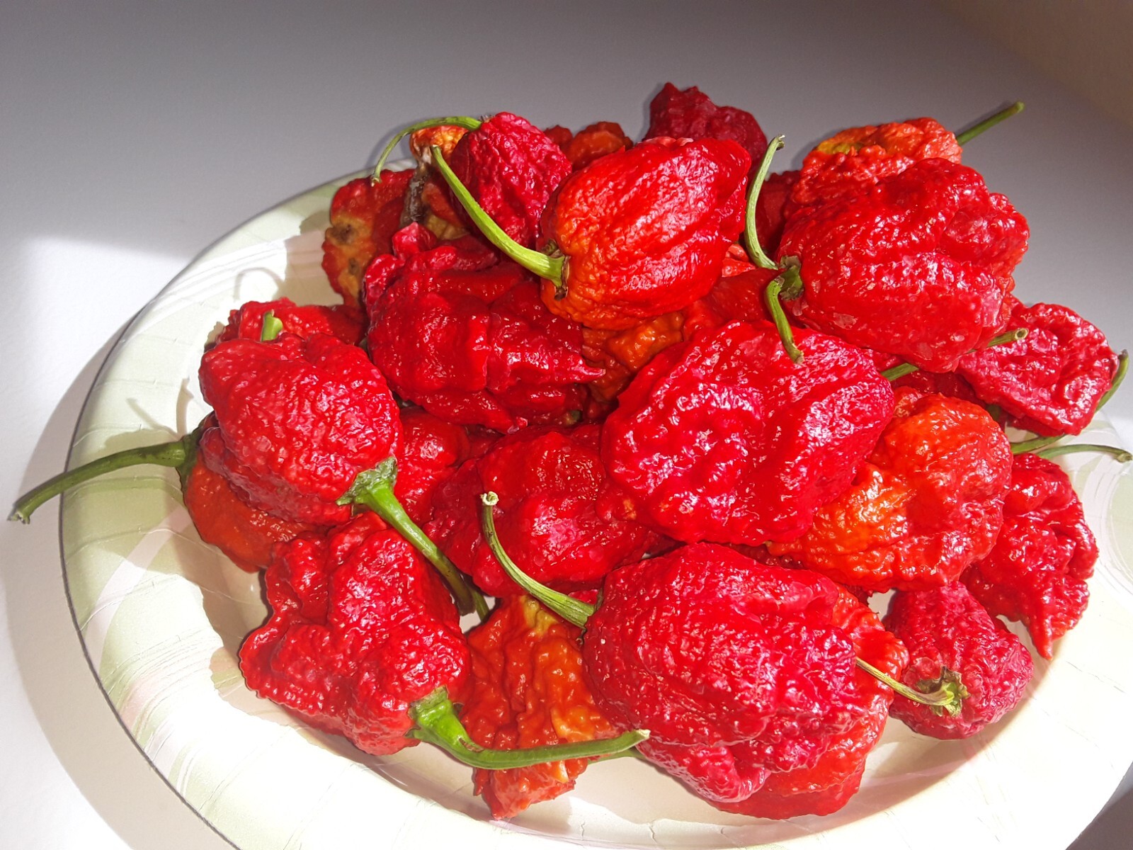 50+ Authentic Red Apocalypse Scorpion Pepper Seeds World’s hottest pepper. gallery