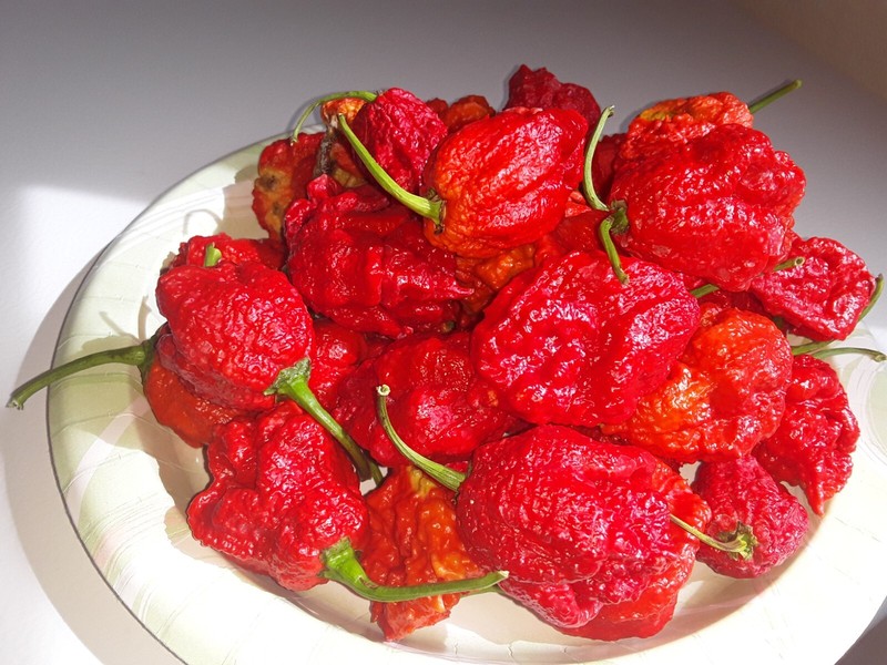 50+ Authentic Red Apocalypse Scorpion Pepper Seeds World’s hottest pepper. gallery