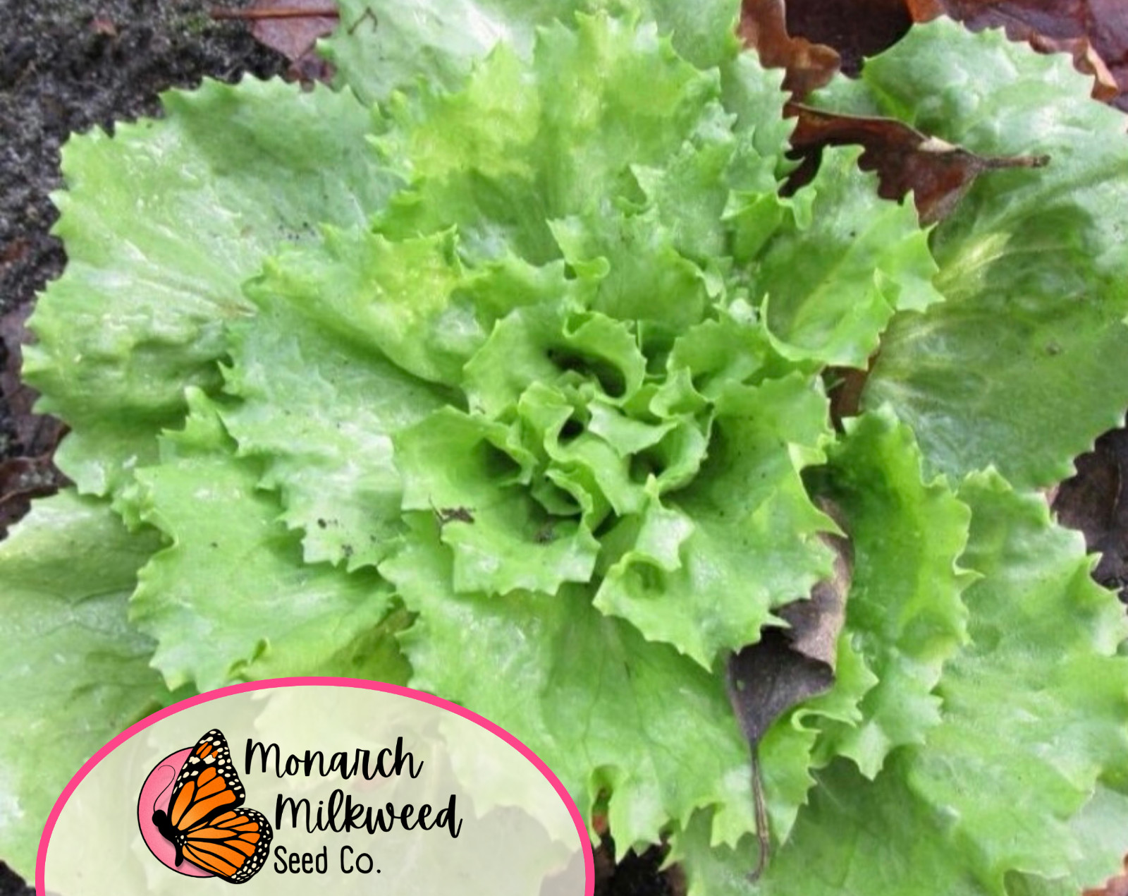 2900+ Endive Seeds 'Broadleaf Batavian' | Heirloom, Non-GMO, Vegetable Gardening gallery
