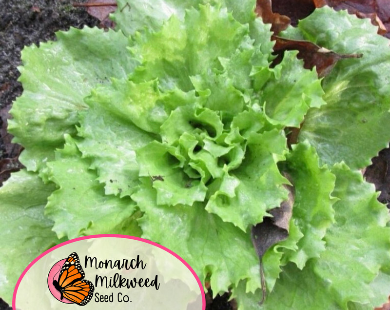 2900+ Endive Seeds 'Broadleaf Batavian' | Heirloom, Non-GMO, Vegetable Gardening gallery