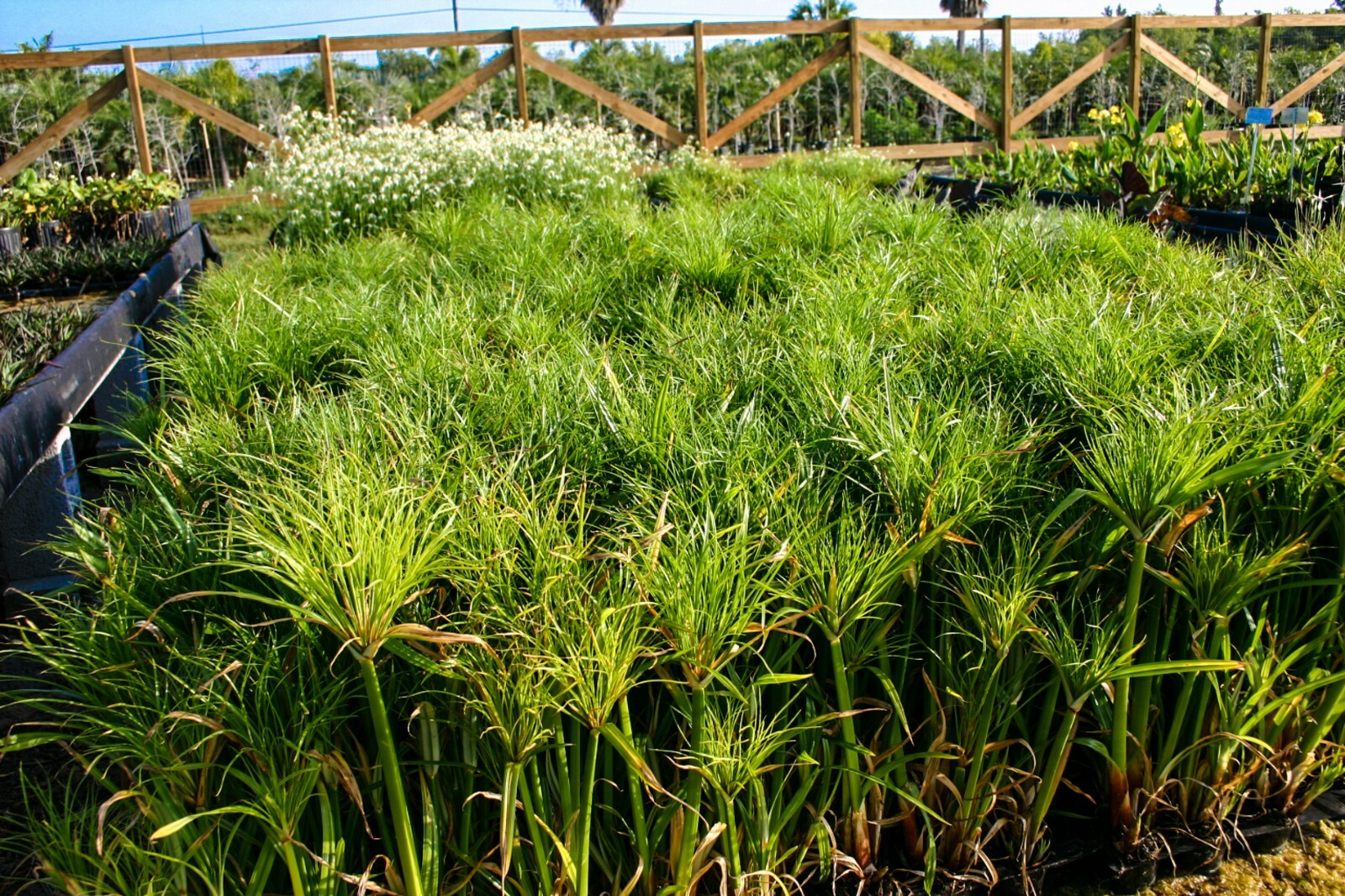 Live Dwarf Giant King Tut Papyrus Tropical Aquatic Marginal Pond/Bog Plant gallery