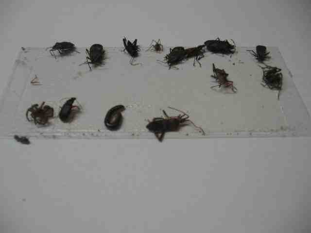 8 pk Fly Trap / Strip / Tray. Window / Floor. Catch flying, crawling insects gallery