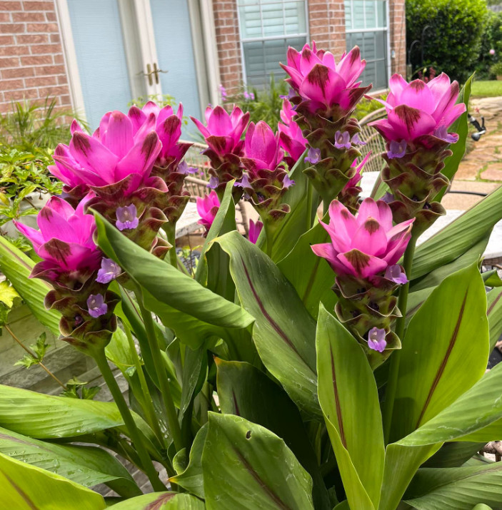 Curcuma Siam Shadow Plant - 3-6" Tall - Purple Pink Tropical Ginger Flower Ornam gallery