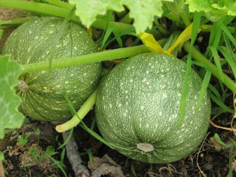 Round Zucchini Summer Squash Seeds, NON-GMO, Variety Sized Packets, FREE SHIP gallery