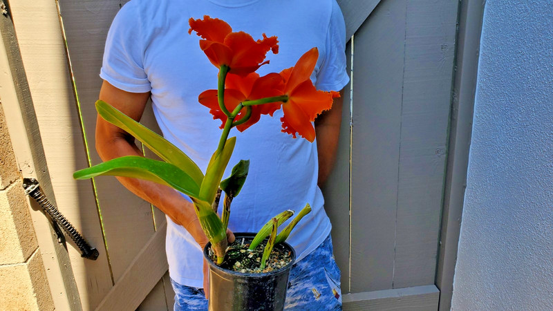 Cattleya Orchid -D gallery