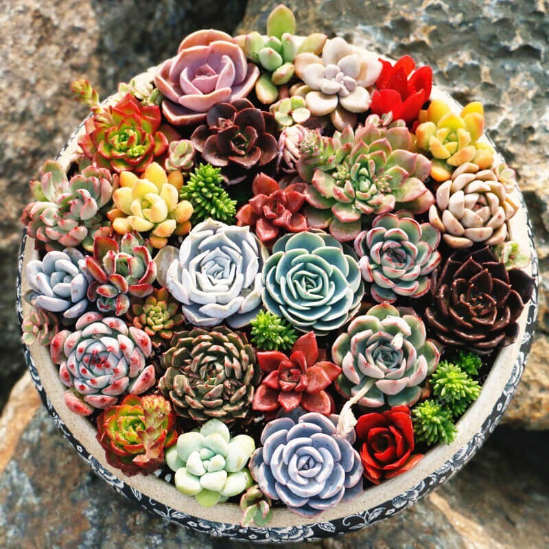 200pcs Rare Mixed Succulent Seeds - Beautiful and Colorful Varieties gallery