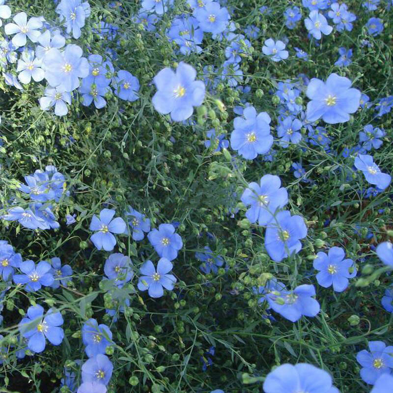 Linum usitatissimum | Common Flax | Linseed | 500 Seeds gallery