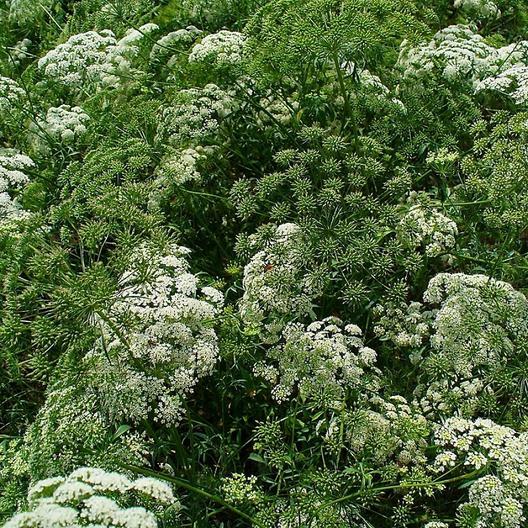 Bishop's Flower Seeds (False Queen Anne's Lace) Butterflies Non-GMO 500 Seeds! gallery