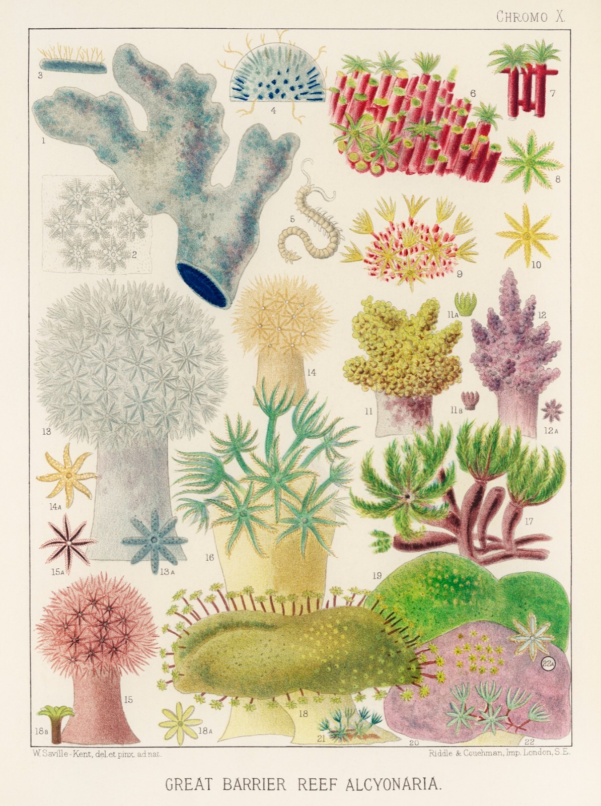 12801.Poster print.Room Wall design.1893 Great Barrier Australian Reef.Corallia gallery