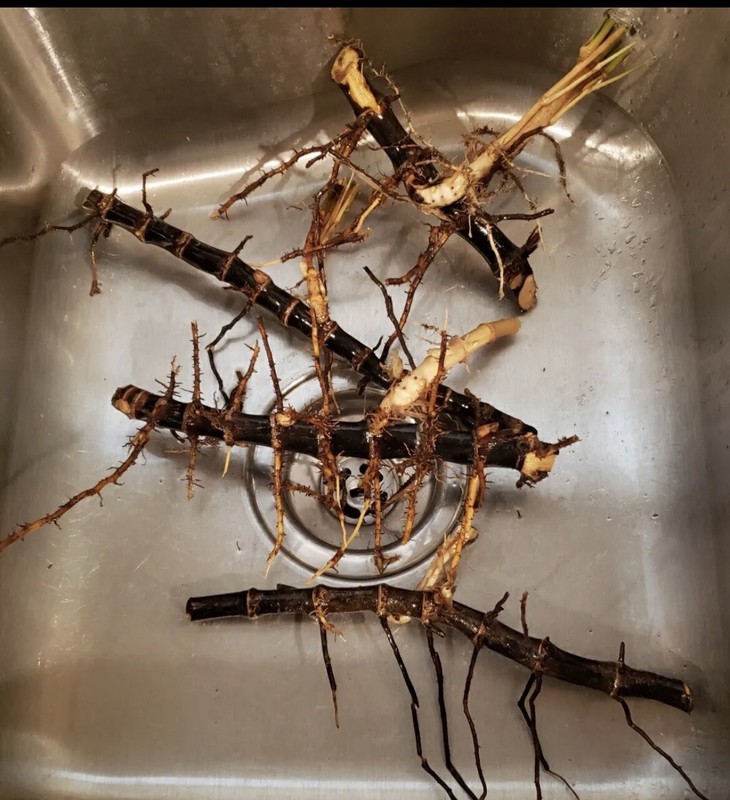 2 Black Timber Bamboo Authentic Phyllostachys Nigra Live Bare Root Plant Rhizome gallery