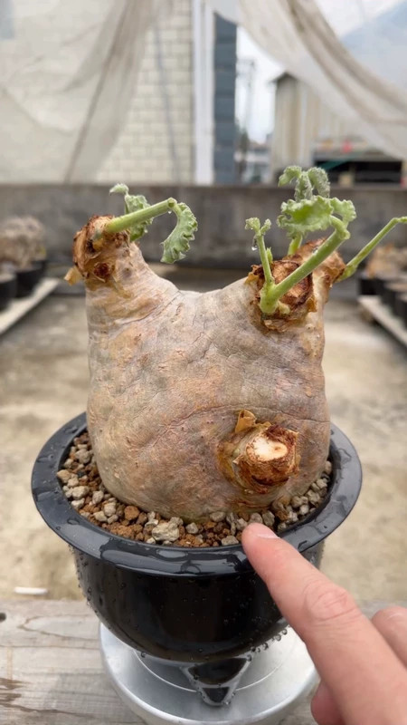 Pseudolithos Angolensis E2 Thick 13cm Mature Caudex