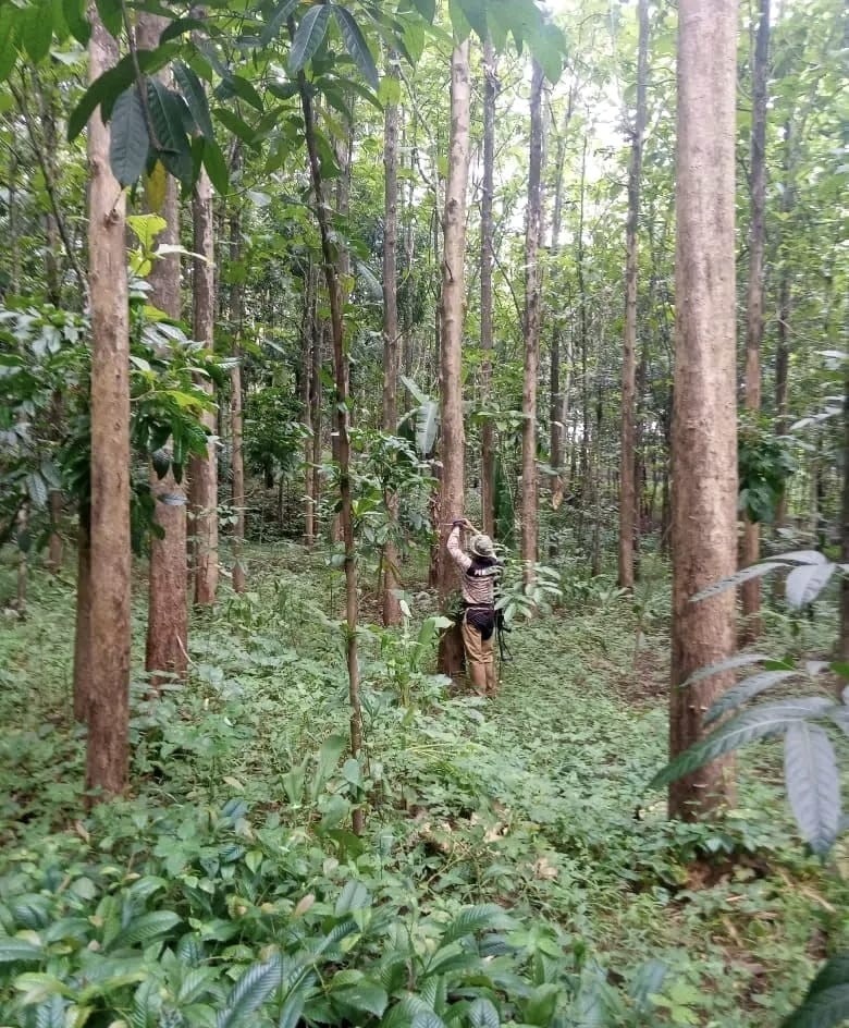 50++ Golden Teak Tree Seedss (Tectona grandis) for Plantingg gallery
